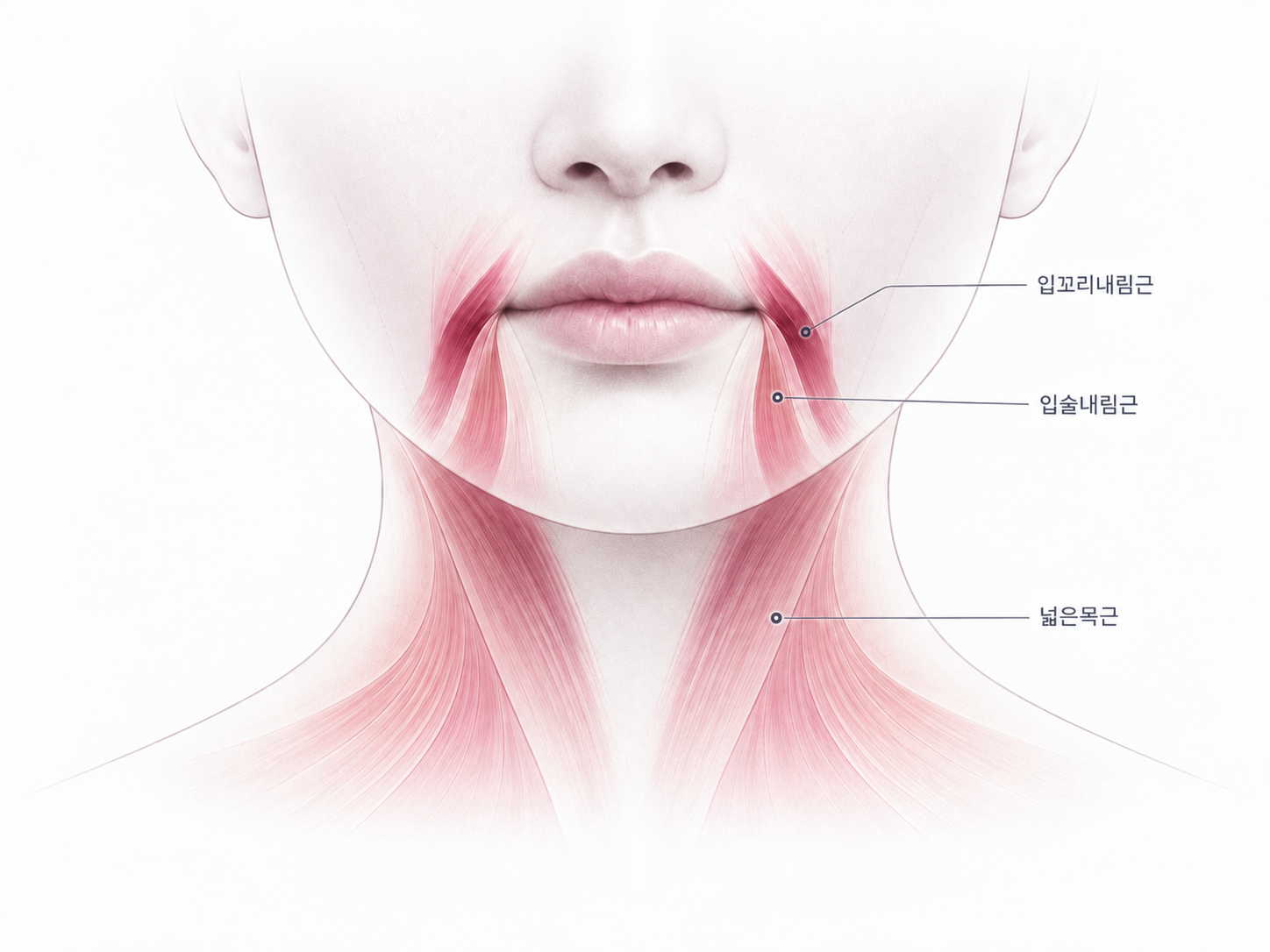 입꼬리 보톡스 효과, 어느 근육에 놓는 주사일까