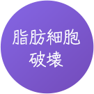 지방세포_파괴