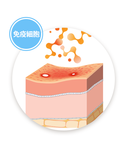 免疫細胞