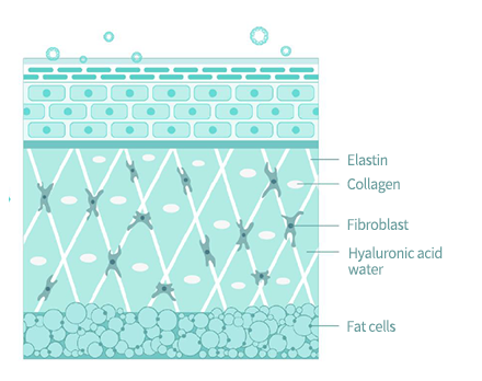 엘라스틴(elastin),콜라겐(collagen),섬유아세포(fibroblast),히알루론산(hyaluronic acid water),지방세포(fat cells)